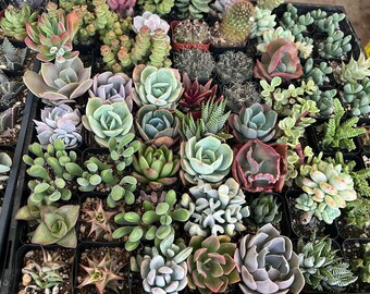 その他多肉植物 vegas and Hayford Set of 10 plants each Amazon.com : Sprout N Green 10 Assorted Succulents with Root