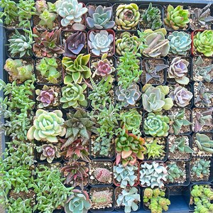 May include: A collection of small succulent plants in individual pots arranged in a grid pattern. The plants are a variety of green, brown, and red hues.