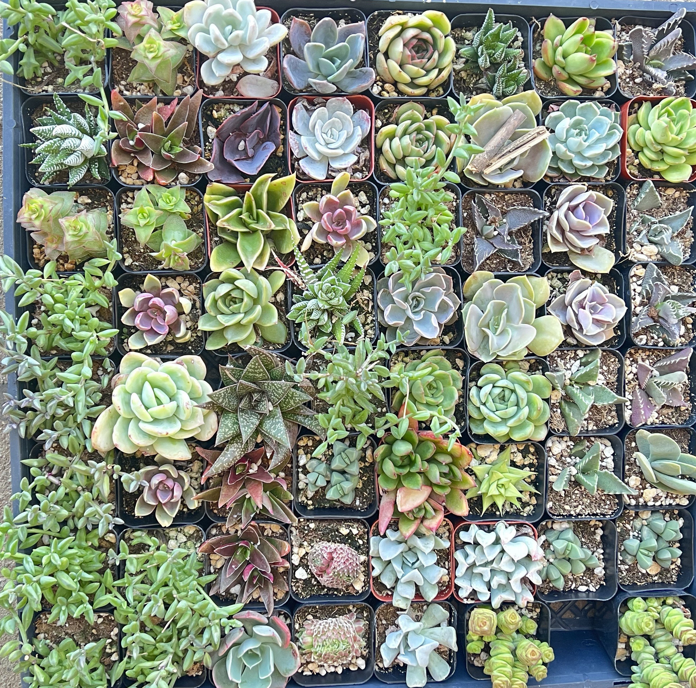 Succulents SucculentsII 2冊セット Shop Succulents 2 in. Assorted Succulent (Collection of 12