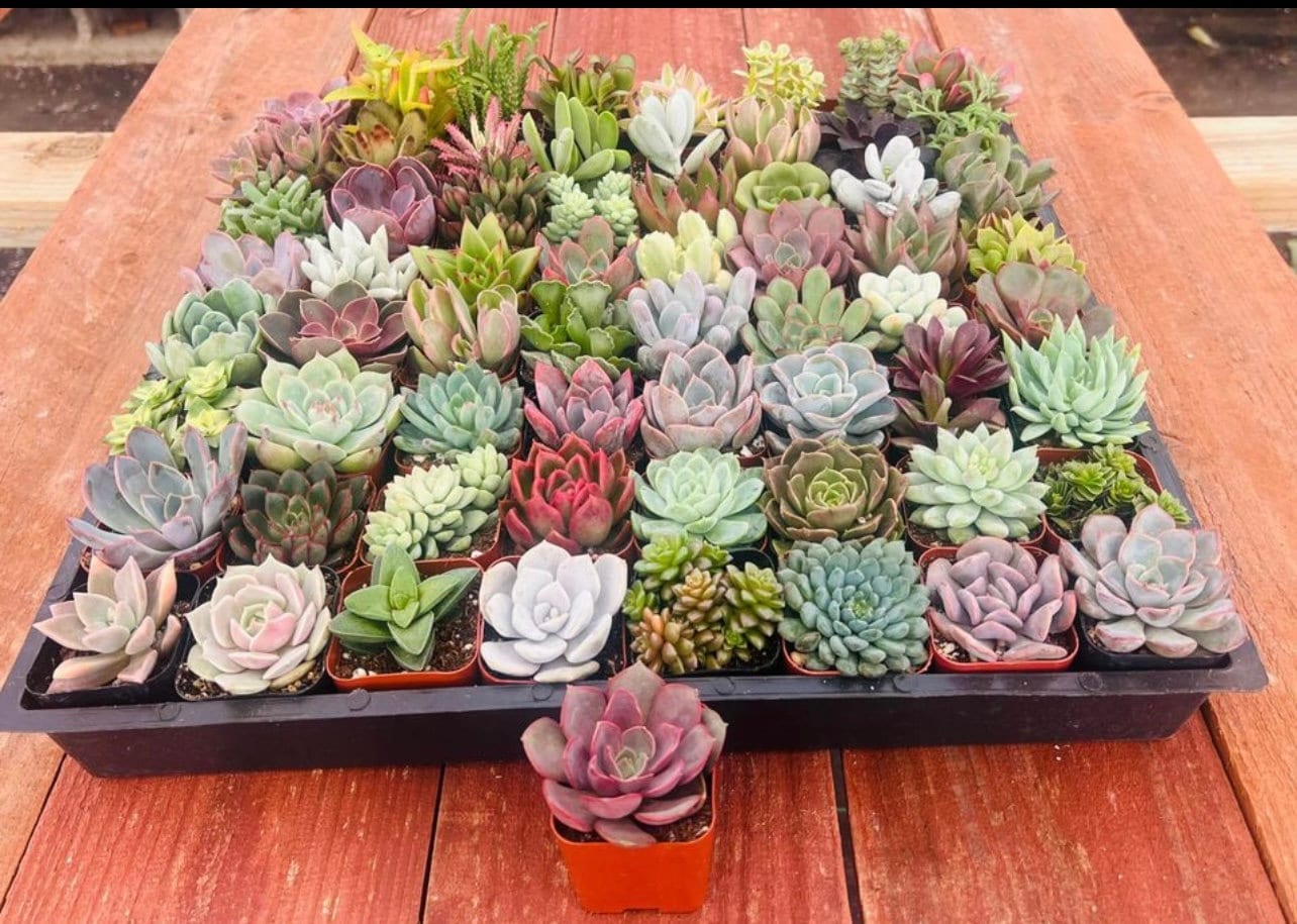 watch chain succulent Crassula muscosa 'Watch Chain'