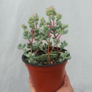 May include: A small succulent plant with green leaves and pink stems growing in a brown plastic pot.
