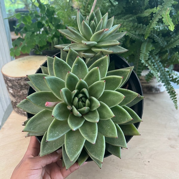 Molded wax agave | Echeveria Agavoides 8 inch pot | ships barerooted