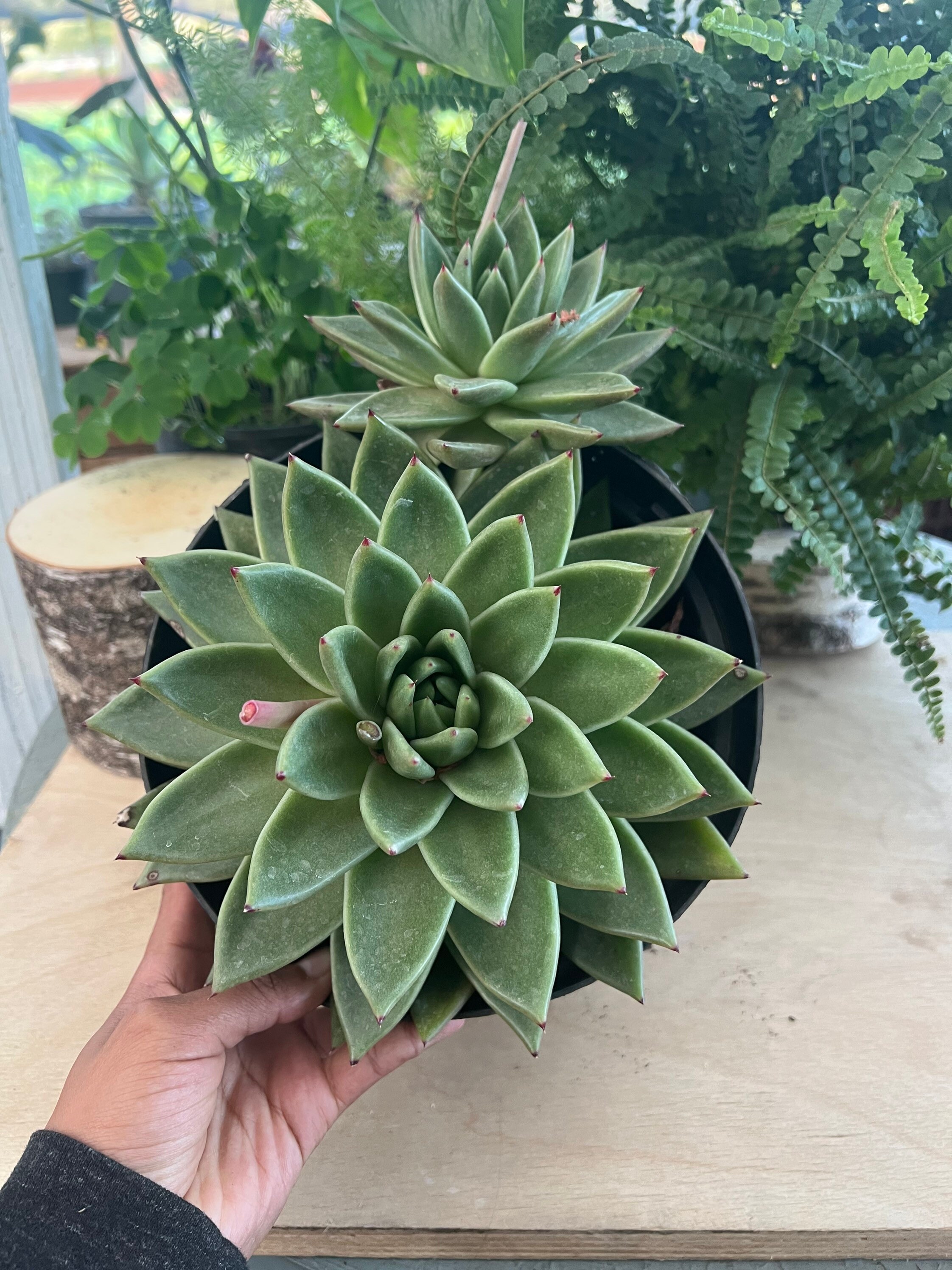 1 echeveria waxed weather ｍ65 fishtail _ 2450232288.jpg?1733542398