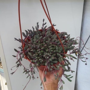 May include: A hanging planter with a succulent plant with long trailing stems and purple leaves. The plant is in a red plastic pot.