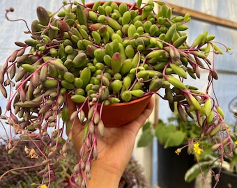 Ruby necklace plant | 6 inch pot | hanging succulent plant scenecio