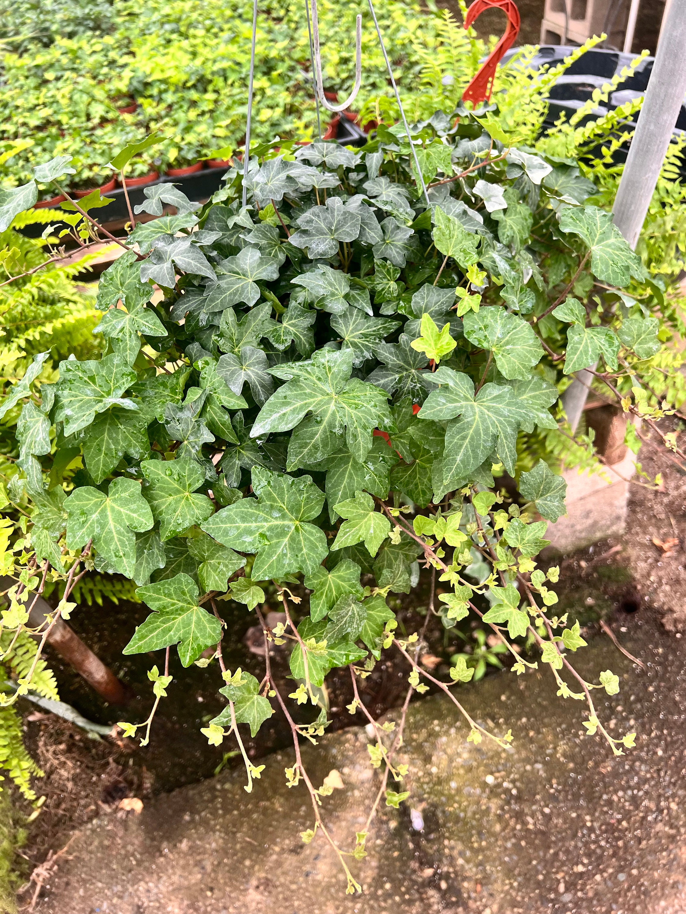 「しおん」IVY FRIENDS 布地　105cm×150cm Large 8 Inch English Ivy Plant | Lush Green Foliage Plant - Etsy