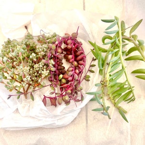 May include: Three different types of succulents in a white paper bag. The succulents are green, purple, and red.