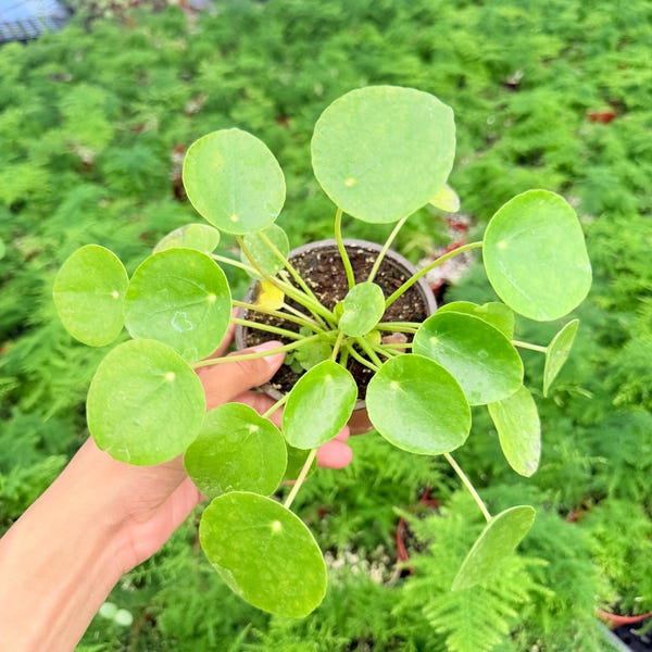 Pilea plant | Friendship plant |  Lucky Money Tree Plant | 4 inch pot | pet friendly plant