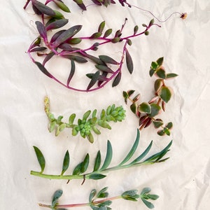 May include: Five different types of succulent plants with green leaves and stems. Some of the stems are purple. The plants are arranged on a white background.