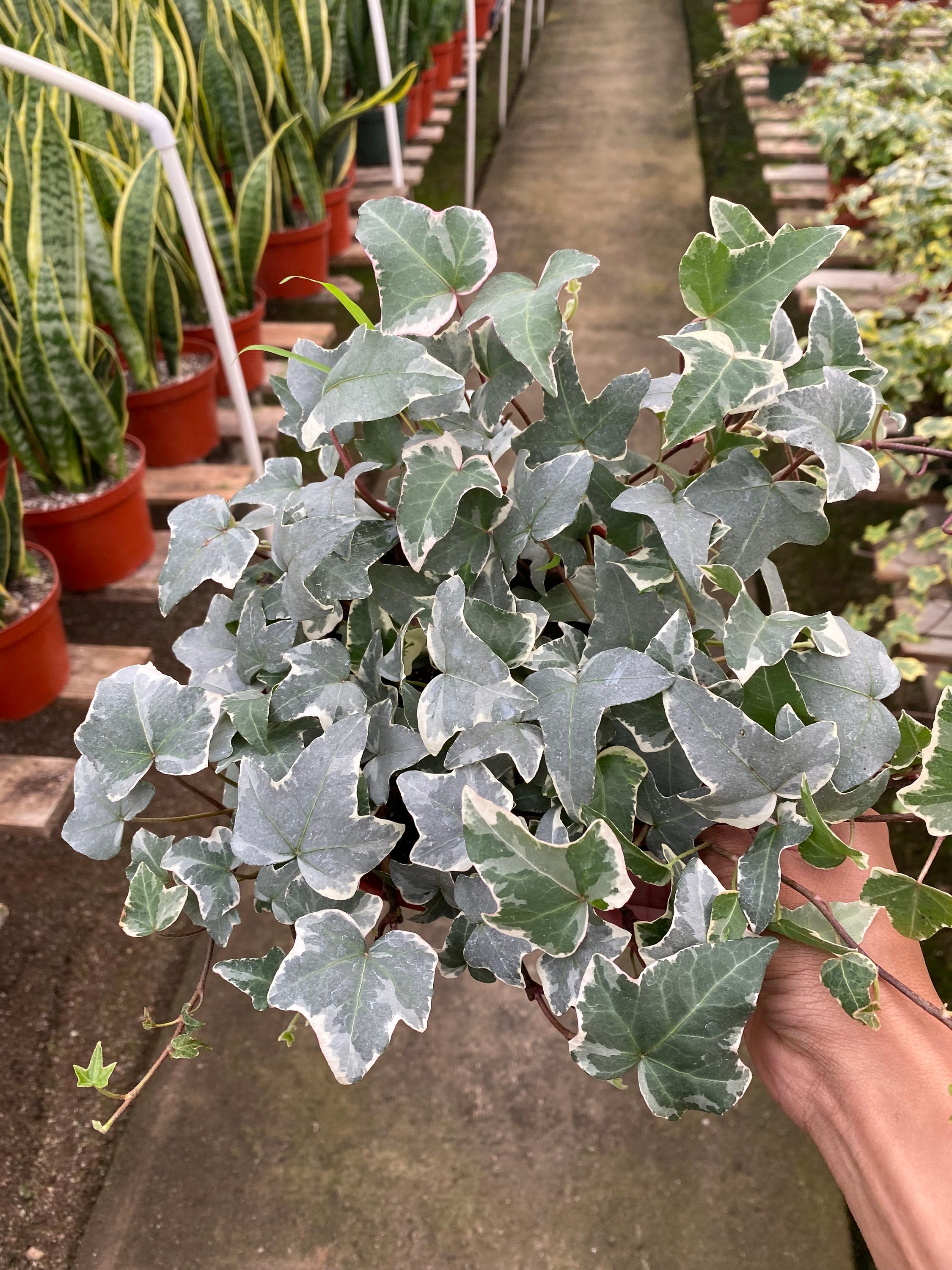 betel leaf plant for sale Betel