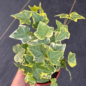 4” variegated English Ivy Yellow Live plant
