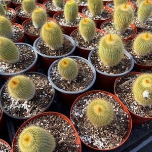 May include: A collection of small, potted cactus plants with yellow-green spines. The cactus plants are arranged in rows on a brown surface.