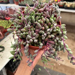 May include: A small potted succulent plant with long, trailing stems and small, round, green leaves with a purple hue. The plant is being held in a hand.