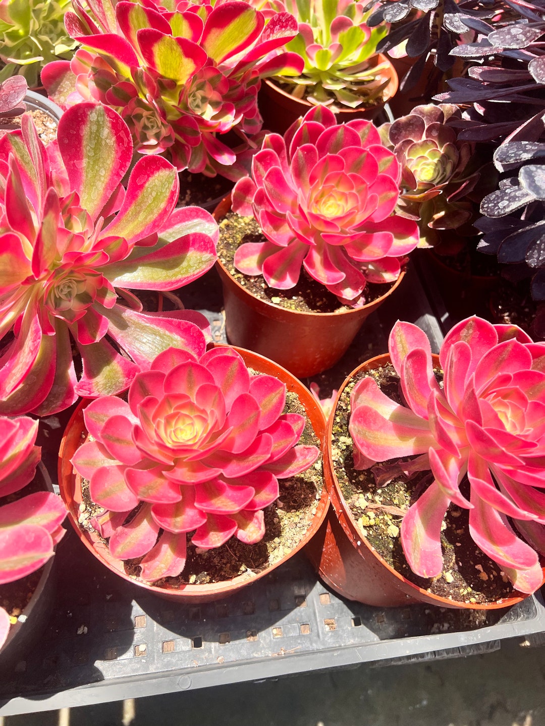 Aeonium Pink Witch Rare Succulent | 6 Inch Pot |ships Bare Rooted