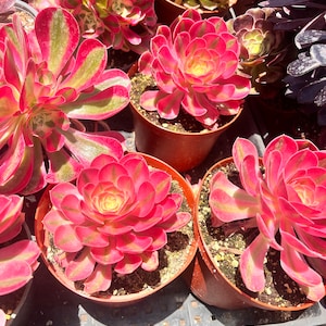 Aeonium Pink Witch Rare succulent | 6 inch pot |ships bare rooted