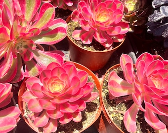 Aeonium Pink Witch Rare succulent | 6 inch pot |ships bare rooted