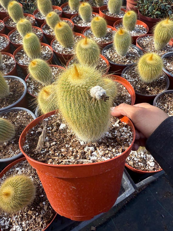 Parodia Golden Globe Ball Cactus 6 Inch Pot Leninghausii - Etsy