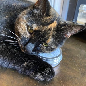 Puede incluir: Un gato atigrado con ojos verdes apoya su cabeza en un tarro con tapa plateada y una etiqueta azul y blanca. El pelaje del gato es negro, marr&oacute;n y naranja.