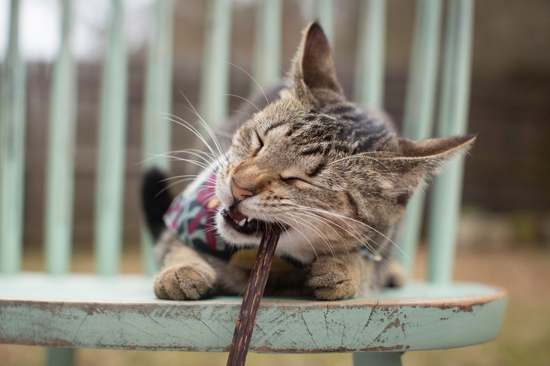 Kebab Cat Toy Chew Sticks Matatabi Silvervine Stick and Gall Fruit Combination All Natural Catnip Alternative New Harvest Farm Grown image 2