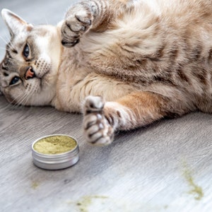 Puede incluir: Un gato atigrado tumbado de espaldas con las patas en el aire. Un peque&ntilde;o recipiente de hierba gatera verde est&aacute; en el suelo junto al gato.