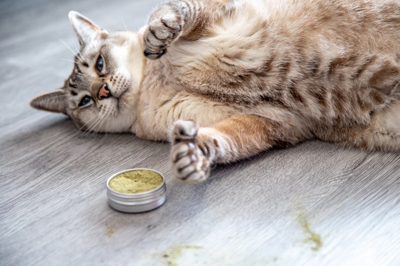 Puede incluir: Un gato atigrado tumbado de espaldas con las patas en el aire. Un peque&ntilde;o recipiente de hierba gatera verde est&aacute; en el suelo junto al gato.