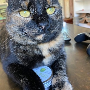 Puede incluir: Un gato atigrado con ojos verdes est&aacute; sentado sobre una superficie marr&oacute;n oscura. El gato est&aacute; sosteniendo una peque&ntilde;a lata de plata con una etiqueta azul y blanca que dice "Catnip" y tiene un dise&ntilde;o de hoja verde.