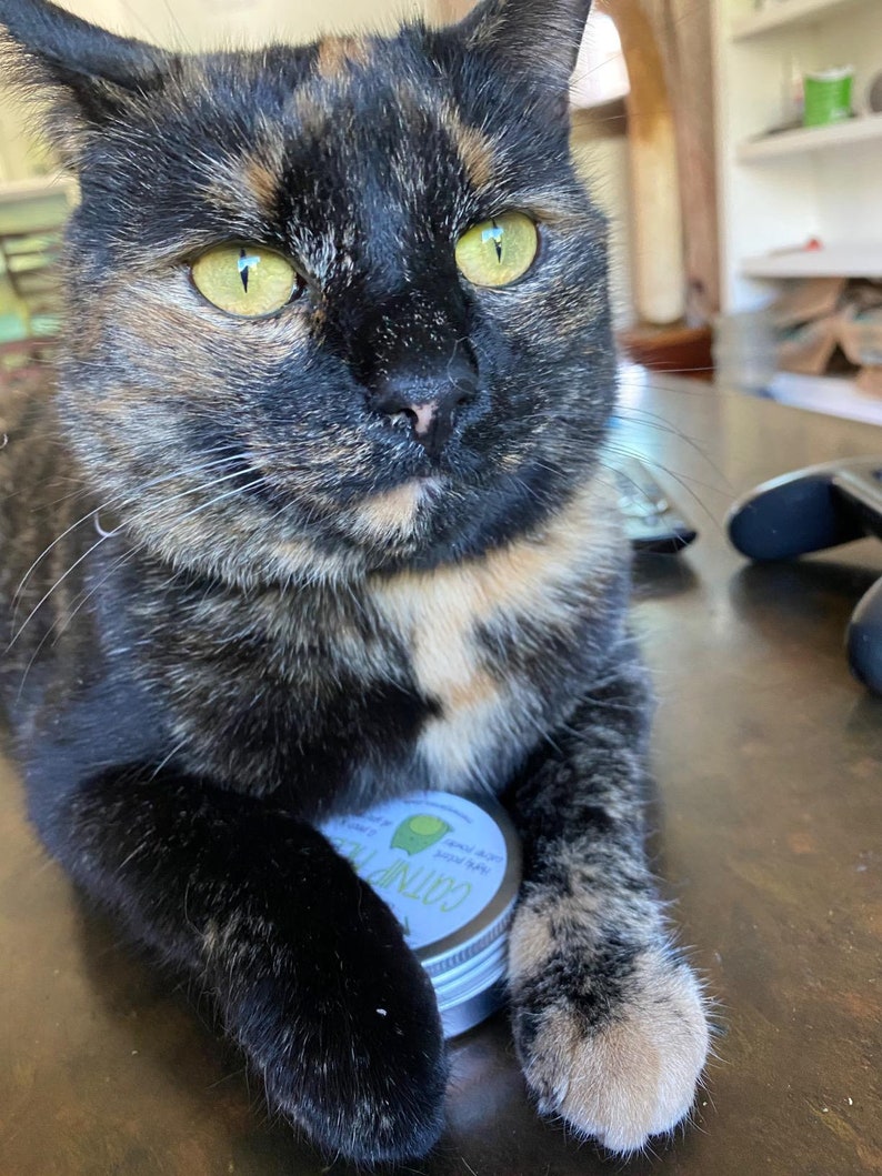 Puede incluir: Un gato atigrado con ojos verdes est&aacute; sentado sobre una superficie marr&oacute;n oscura. El gato est&aacute; sosteniendo una peque&ntilde;a lata de plata con una etiqueta azul y blanca que dice "Catnip" y tiene un dise&ntilde;o de hoja verde.