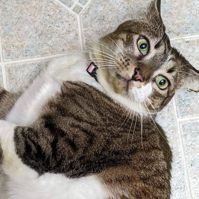 Puede incluir: Un gato atigrado marr&oacute;n y blanco con ojos verdes yace en un suelo de baldosas. El gato est&aacute; mirando directamente a la c&aacute;mara con una expresi&oacute;n de sorpresa. El gato lleva un collar rosa.