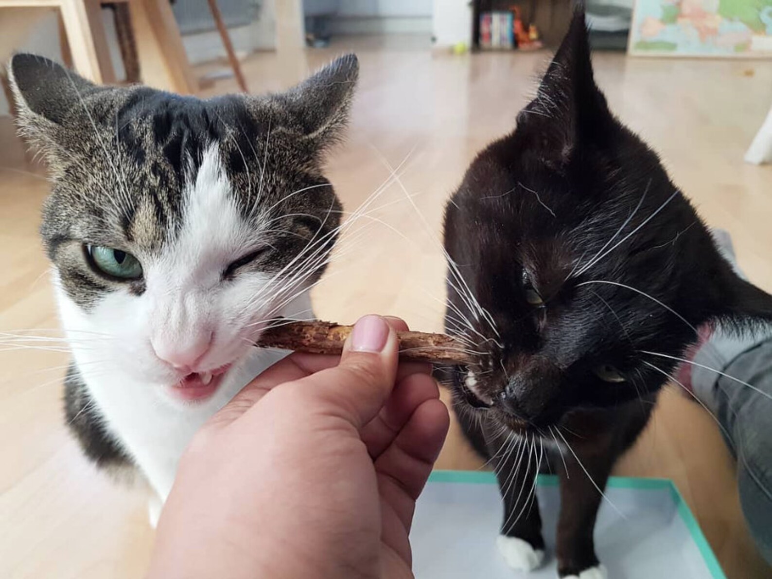 Matatabi Cat Chew Sticks All Natural Catnip Alternative