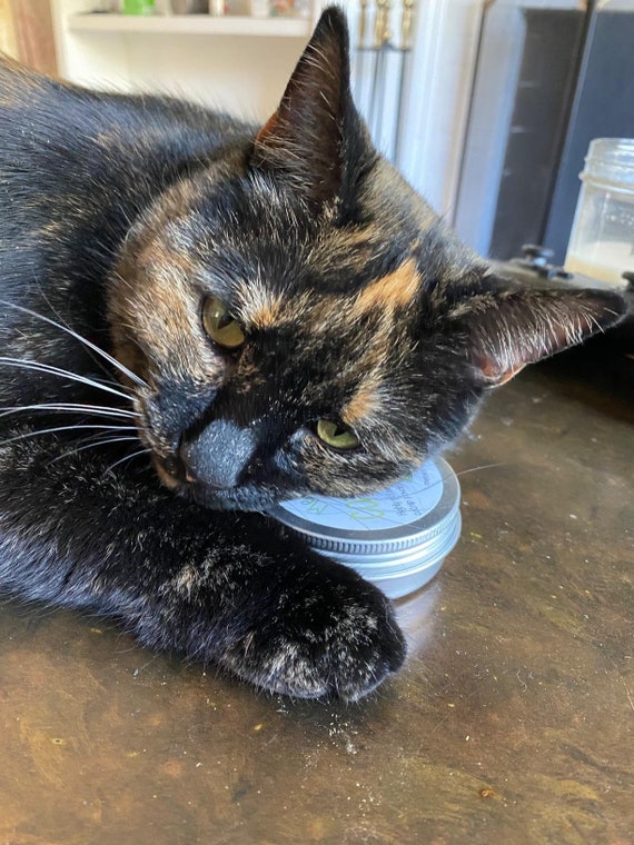 cat chew toys reddit