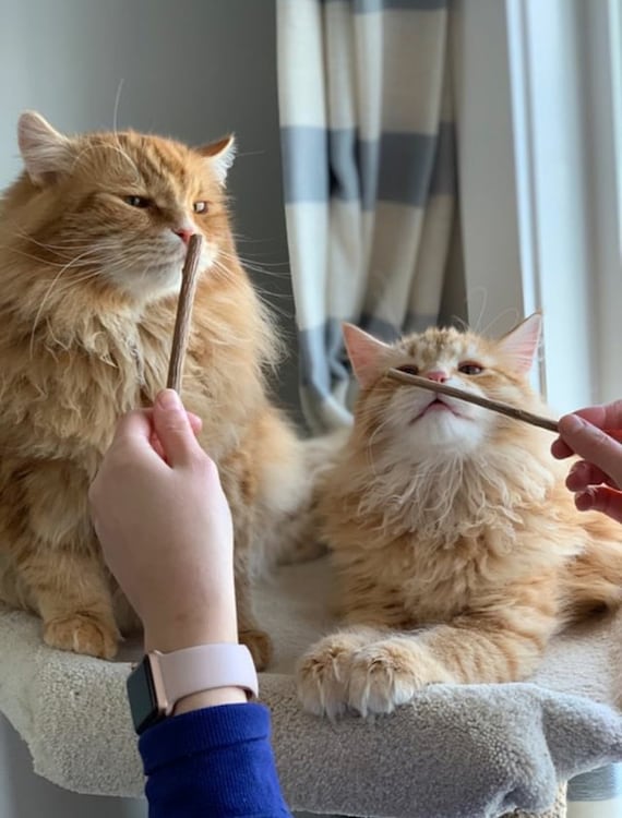 matatabi chew sticks