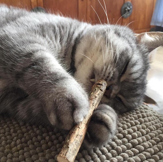 Meowy Janes Matatabi Chew Sticks - An All Natural Silvervine Cat Toy and  Cat Treat - Catnip Alternative