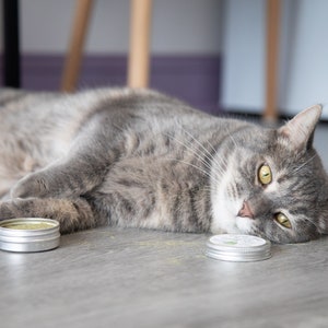 Puede incluir: Un gato atigrado gris acostado en un suelo gris con dos peque&ntilde;os recipientes plateados de hierba gatera. El gato tiene ojos amarillos y mira directamente a la c&aacute;mara.