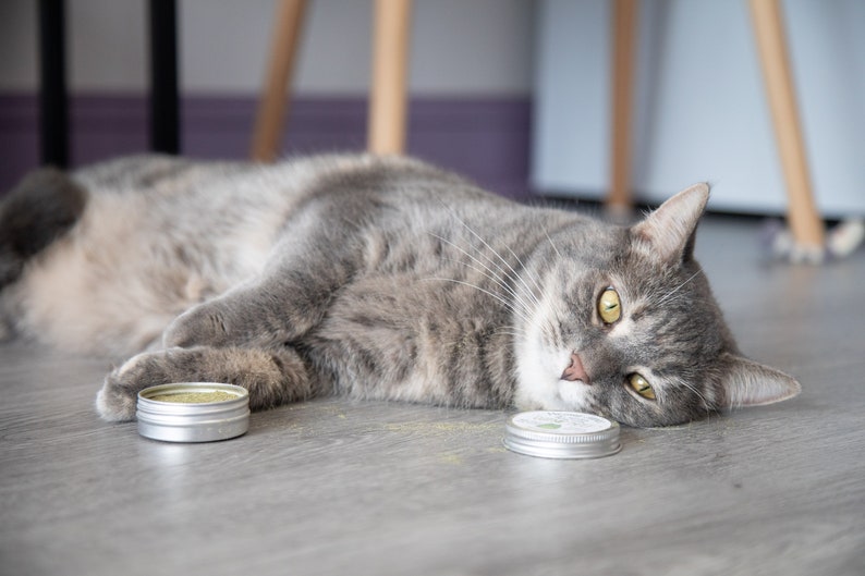 Puede incluir: Un gato atigrado gris acostado en un suelo gris con dos peque&ntilde;os recipientes plateados de hierba gatera. El gato tiene ojos amarillos y mira directamente a la c&aacute;mara.
