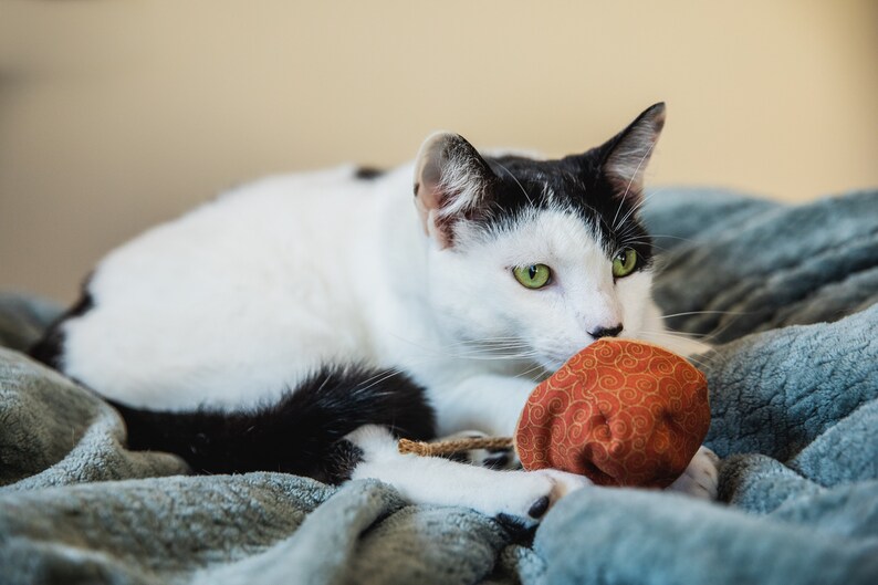 Magic Meowshrooms Mushroom Shaped Catnip Cat Toy Choose Etsy