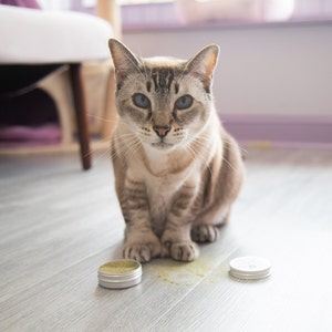 Puede incluir: Un gato gris y blanco con ojos azules est&aacute; sentado en un suelo de madera. Dos peque&ntilde;os recipientes plateados con polvo verde est&aacute;n delante del gato.