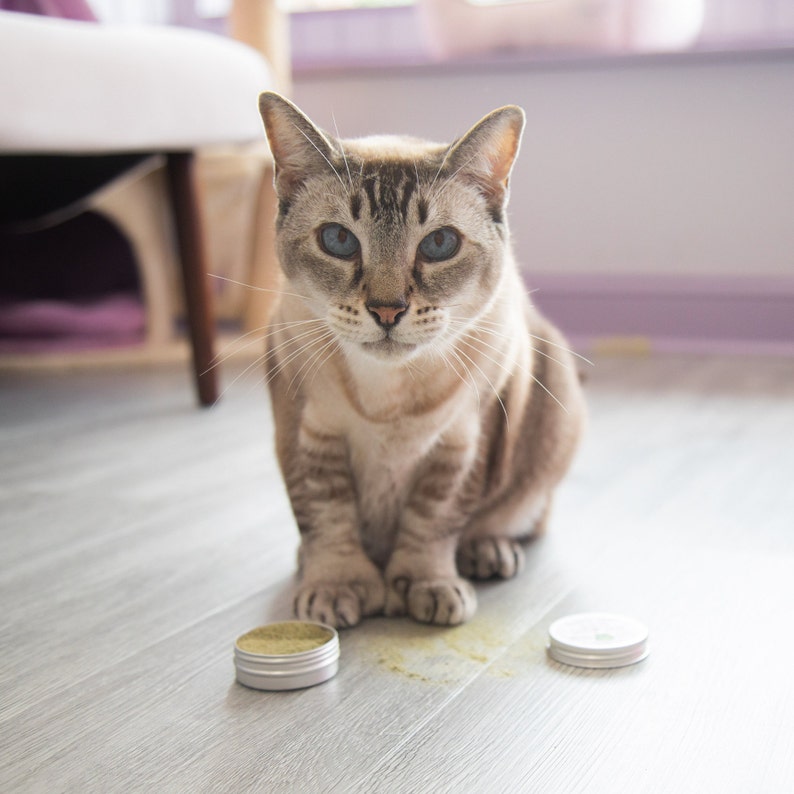 Puede incluir: Un gato gris y blanco con ojos azules est&aacute; sentado en un suelo de madera. Dos peque&ntilde;os recipientes plateados con polvo verde est&aacute;n delante del gato.