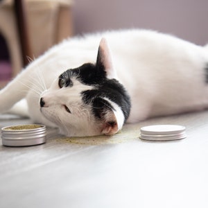 Puede incluir: Un gato blanco y negro tumbado en un suelo de madera con dos peque&ntilde;os recipientes plateados de hierba gatera. Un recipiente est&aacute; abierto y la hierba gatera se ha derramado en el suelo.