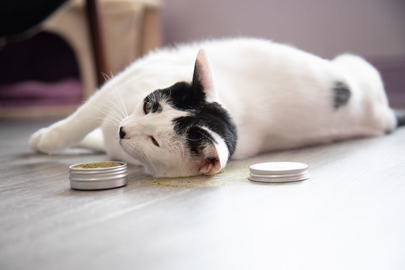 Puede incluir: Un gato blanco y negro tumbado en un suelo de madera con dos peque&ntilde;os recipientes plateados de hierba gatera. Un recipiente est&aacute; abierto y la hierba gatera se ha derramado en el suelo.