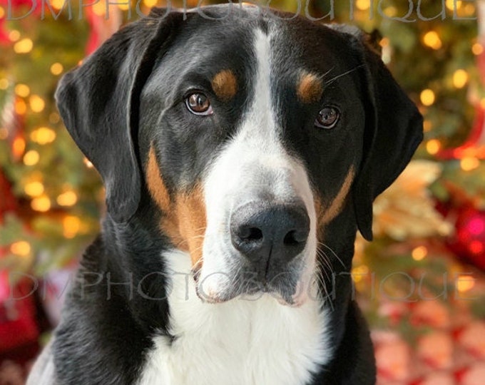 Greater Swiss Mountain Dog Christmas Cards, Swiss Christmas Cards, Greater Swiss Mountain Dog, Swissy, Greater Swiss Holiday Cards, Dog Xmas
