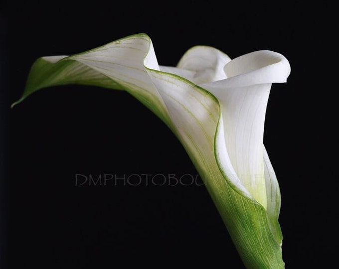 White Calla Lily Wall Art, Lily Canvas, Lily Wall Art, Lily Print, White Lily Print, Lily Notecards, Floral Art, Floral Wall Art, Floral Art