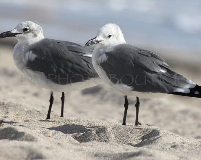 Seagull Print, Seagull Photograph, Seagull Wall Art, Bird Prints, Bird Photograph, Beach Photography, Beach Wall Art, Beach Wall Art Print