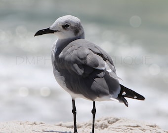 Seagull Beach Photography Print, Coastal Decor