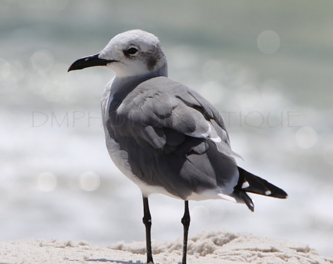 Seagull Print, Seagull Photo, Seagull Photography. Seagull Artwork, Beach Print, Beach Decor, Beach Canvas, Seagull Art, Beach Art