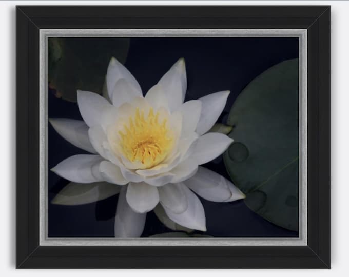 Water Lily Canvas Print, Spa Decor, Peaceful Wall Decor