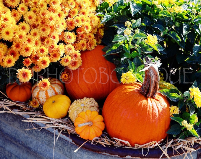 Fall Harvest Print, Fall Canvas, Fall Home Decor, Fall Print, Halloween Decor, Pumpkin Print, Autumn Decor, Autumn Print, Fall Photo, Fall