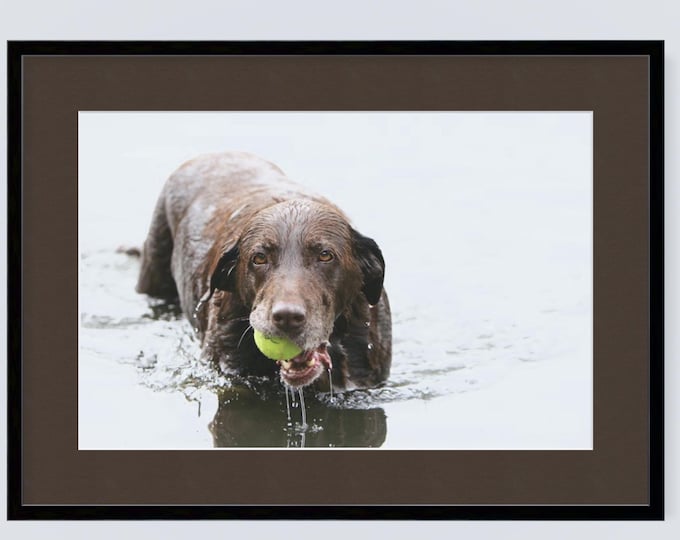 Lab Print, Labrador Retriever Notecards, Lab Photo, Dog Photo, Labrador Retriever Print, Lab, Labrador Retriever, Chocolate Lab Notecards