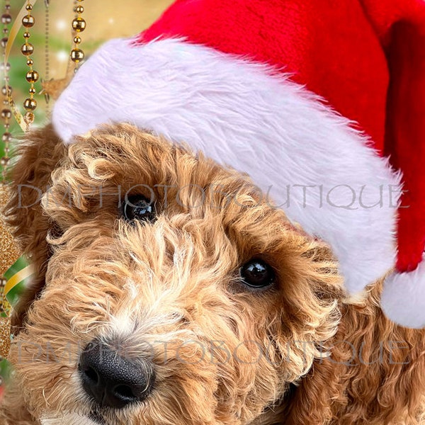 Labradoodle Christmas Cards, Labradoodle Holiday Cards, Labradoodle Greeting Cards, Labradoodle Christmas, Labradoodle Gift, Dog Christmas