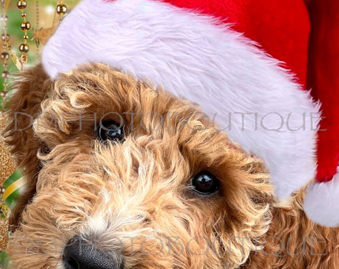 Labradoodle Christmas Cards, Labradoodle Holiday Cards, Labradoodle Greeting Cards, Labradoodle Christmas, Labradoodle Gift, Dog Christmas
