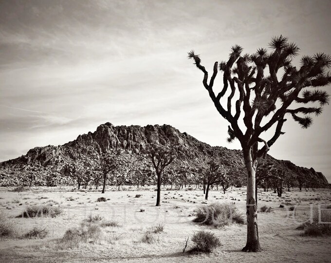 Joshua Tree Print, Joshua Tree Canvas, Joshua Tree, Joshua Tree National Park Print, Joshua Tree National Park Canvas, California Print
